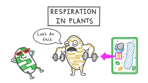 cellular respiration cartoon|cellular respiration video for kids.